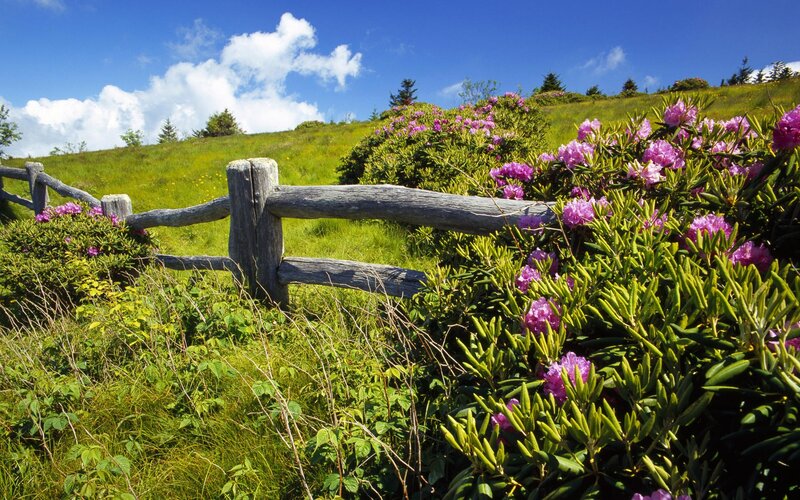 Purple Rhododendron Bushes — Green, Serene