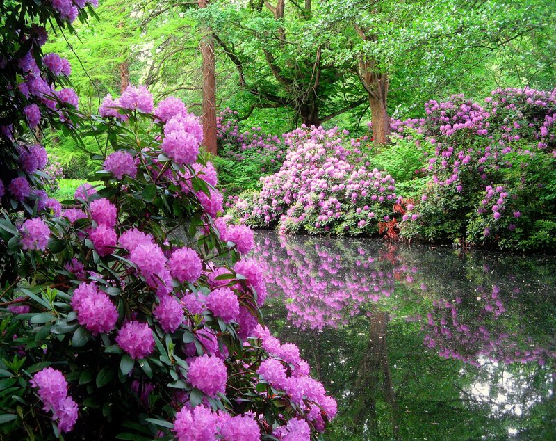Purple Rhododendron Bushes — Pink