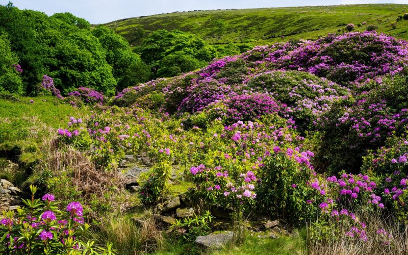 Purple Rhododendron Bushes — Serene, Spring, Photograph