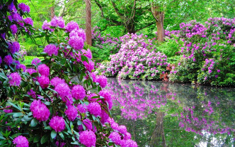 Purple Rhododendron Bushes — Serene, Spring