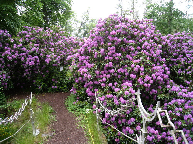 Purple Rhododendron Bushes — Serene