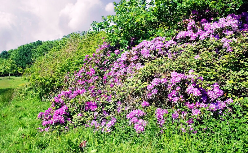 Purple Rhododendron Bushes