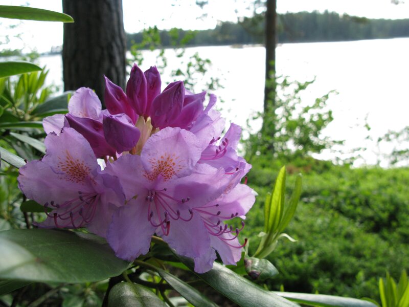 Purple rhododendron by the lake