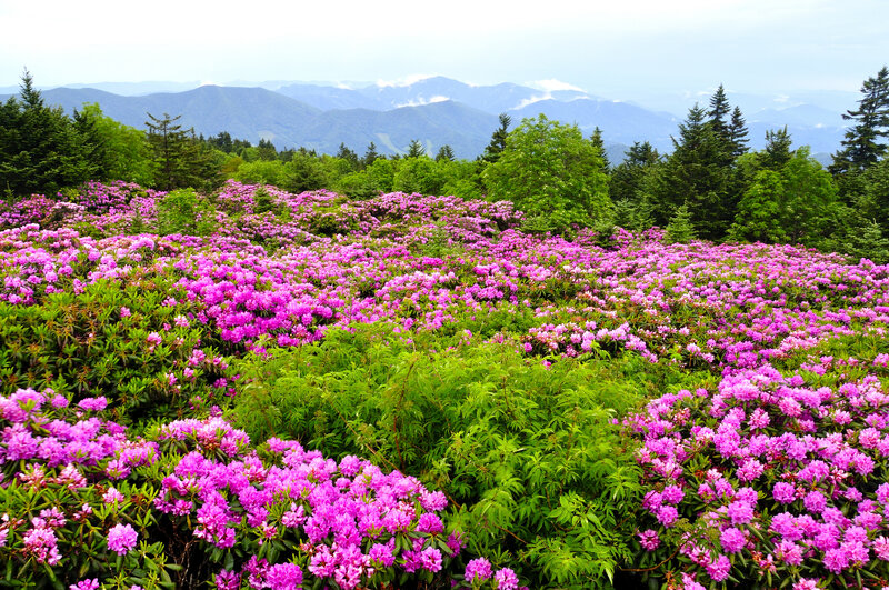 Purple Rhododendron Field