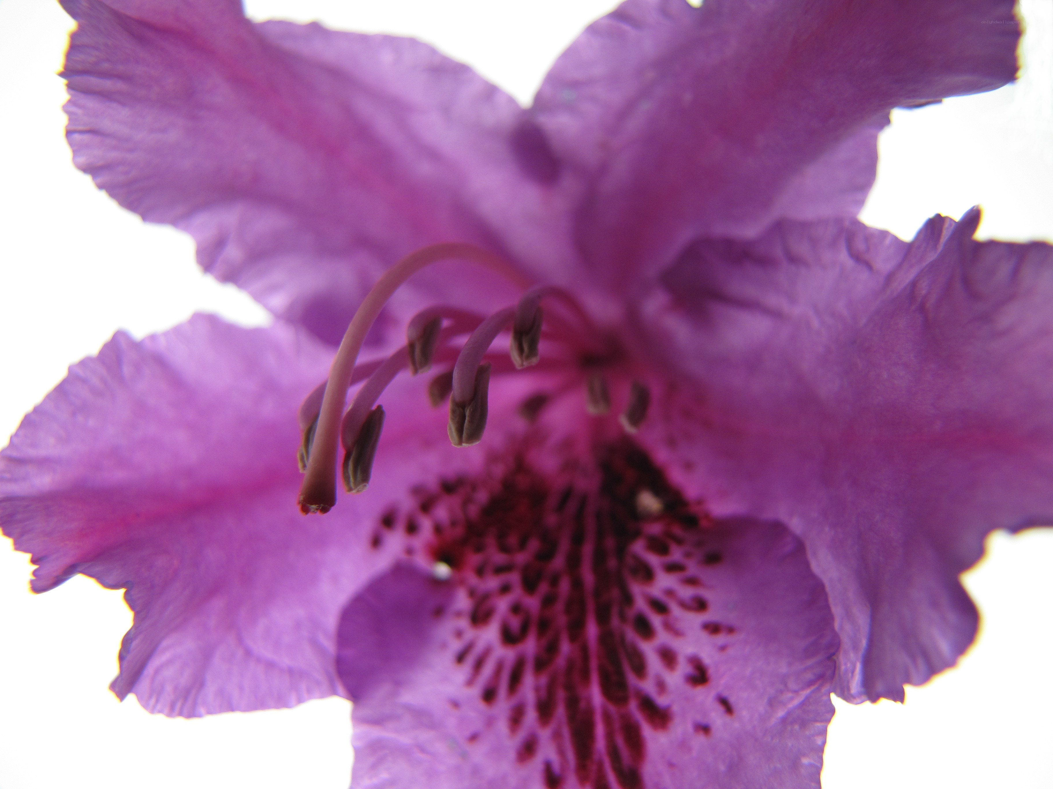purple rhododendron flower