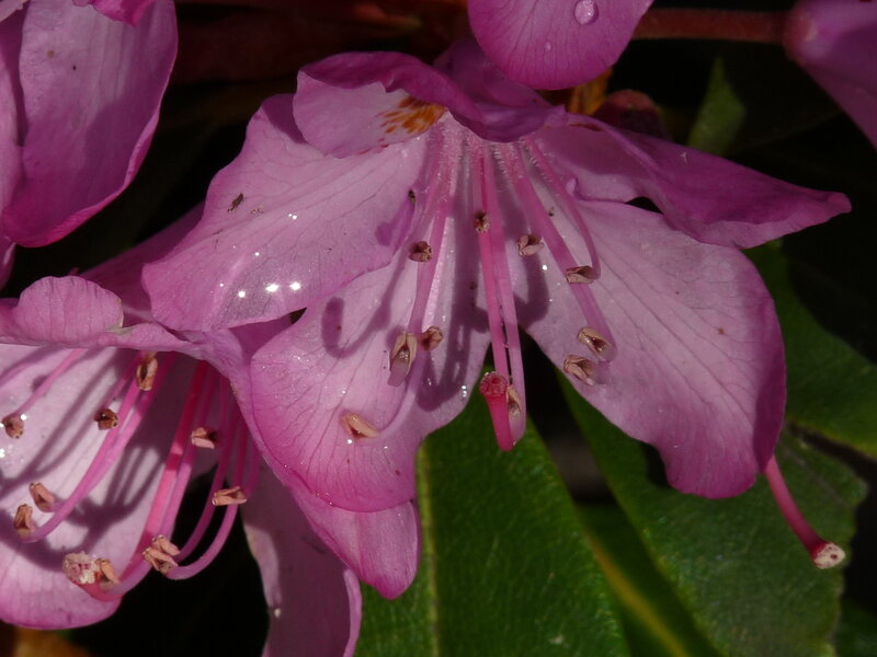 purple rhododendron flower