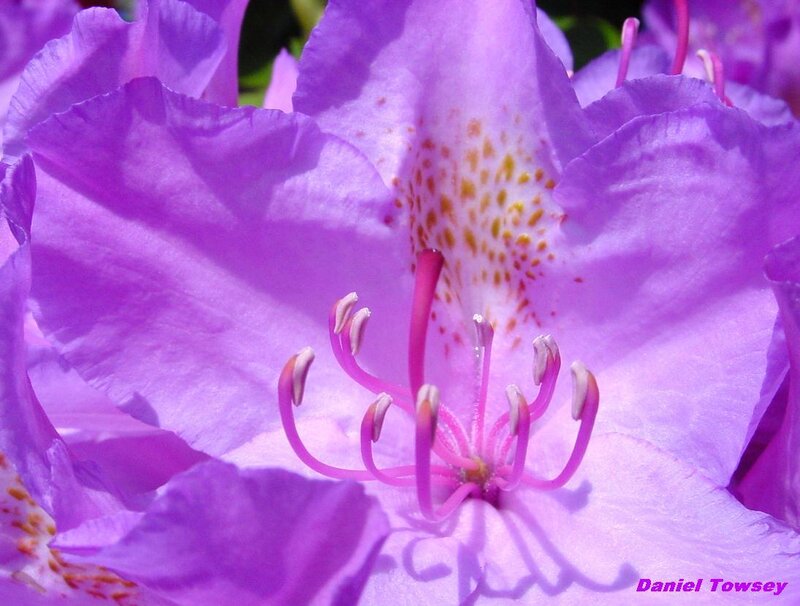 purple rhododendron flower