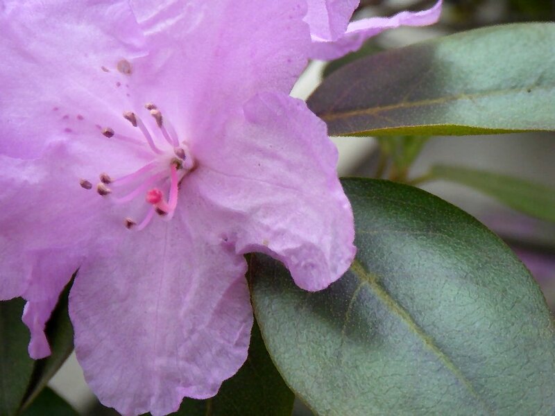 purple rhododendron flower