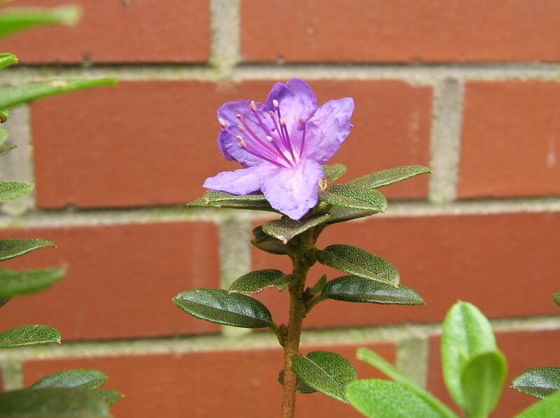 Purple Rhododendron Flower — Calm, Photograph, Green Leaves, Brick Wall