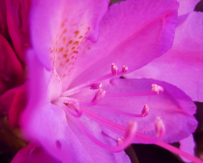 Purple Rhododendron Flower — Calm, Photograph