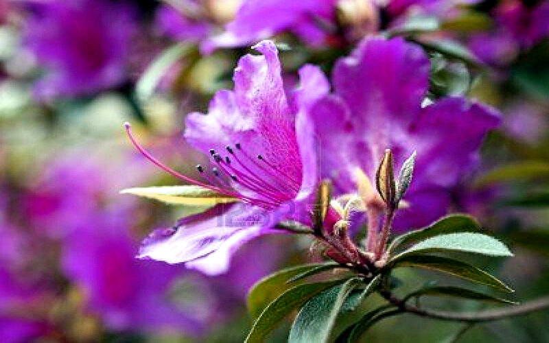 Purple Rhododendron Flower — Calm, Spring, Photograph