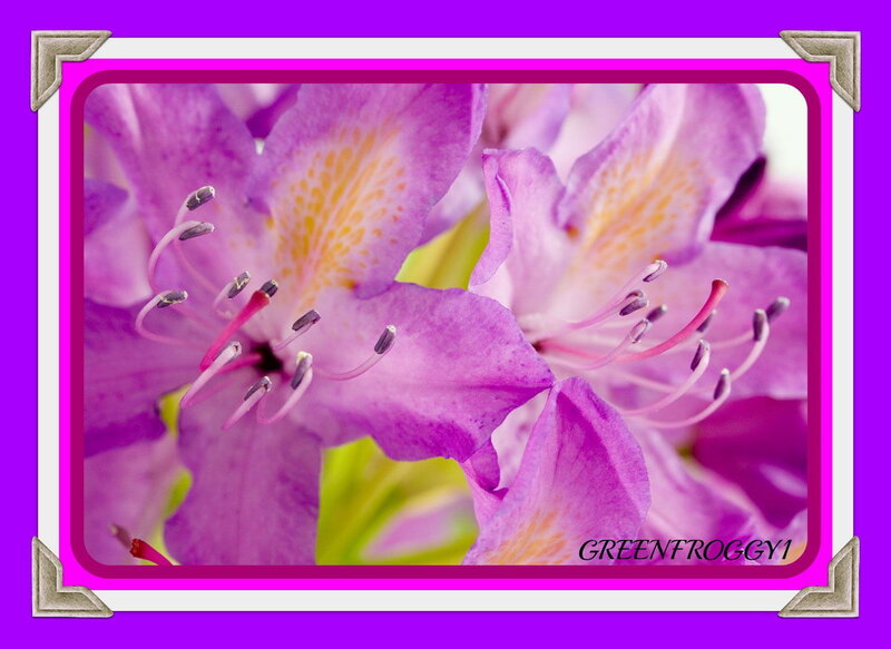 Purple Rhododendron Flower — Calm, Spring