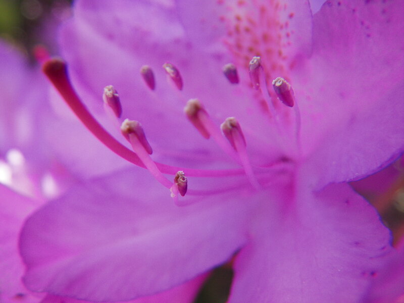 Purple Rhododendron Flower — Calm