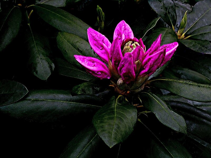 Purple Rhododendron Flower — Dramatic