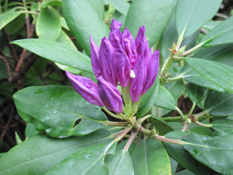 Purple Rhododendron Flower — Natural