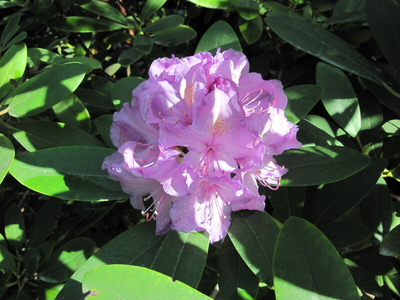 Purple Rhododendron Flower — Serene, Afternoon, Photograph