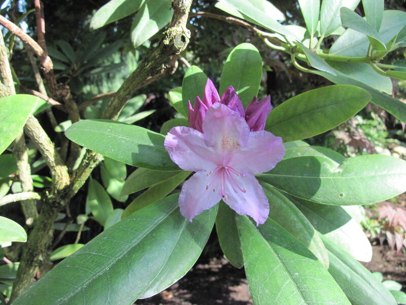 Purple Rhododendron Flower — Serene, Afternoon