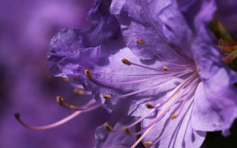 Purple Rhododendron Flower — Serene, Spring