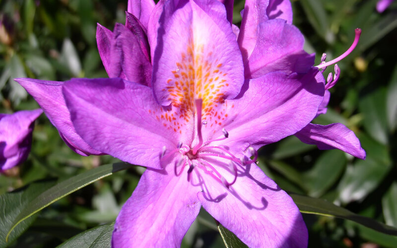 Purple Rhododendron Flower — Serene