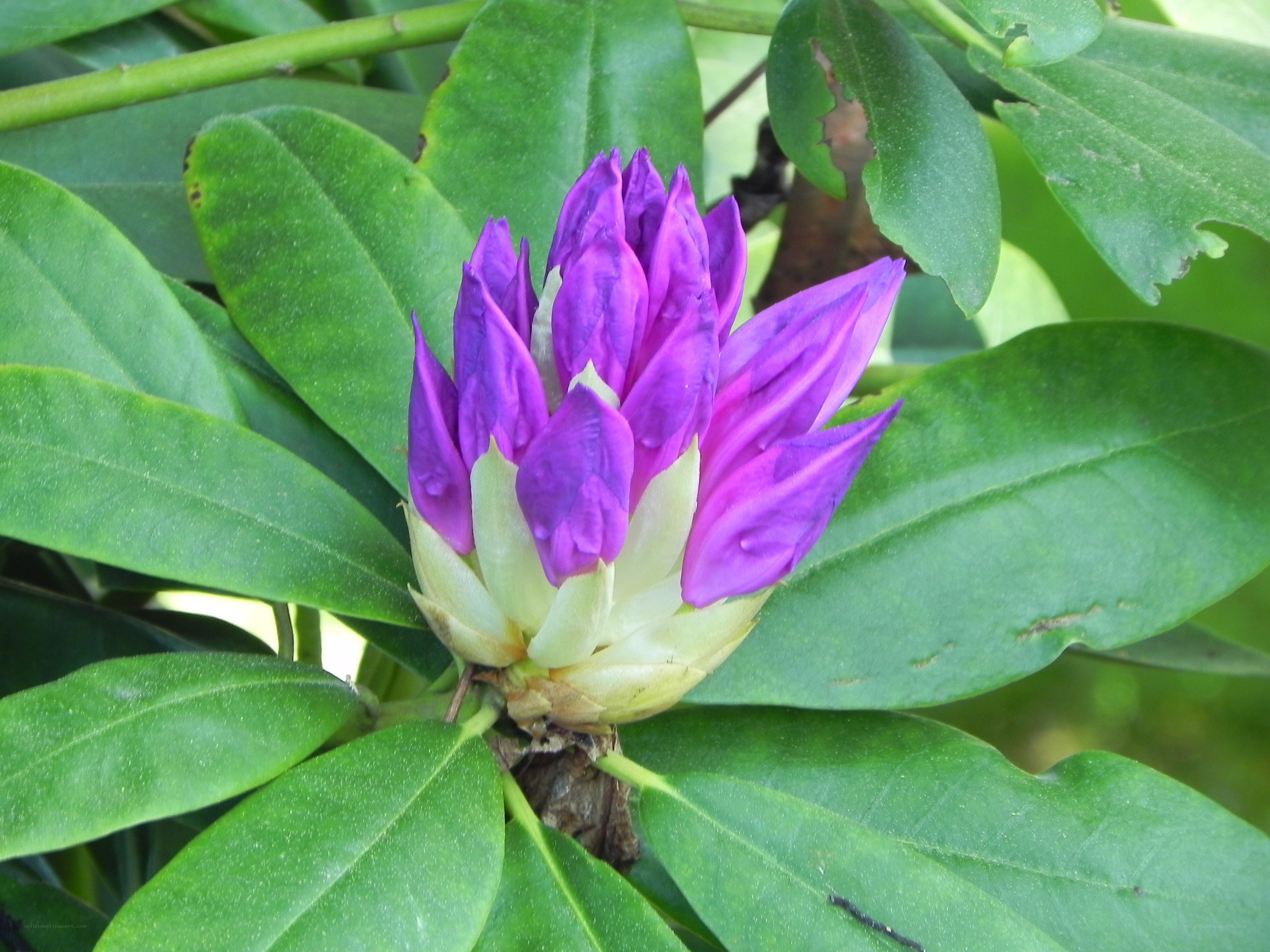 purple rhododendron flower