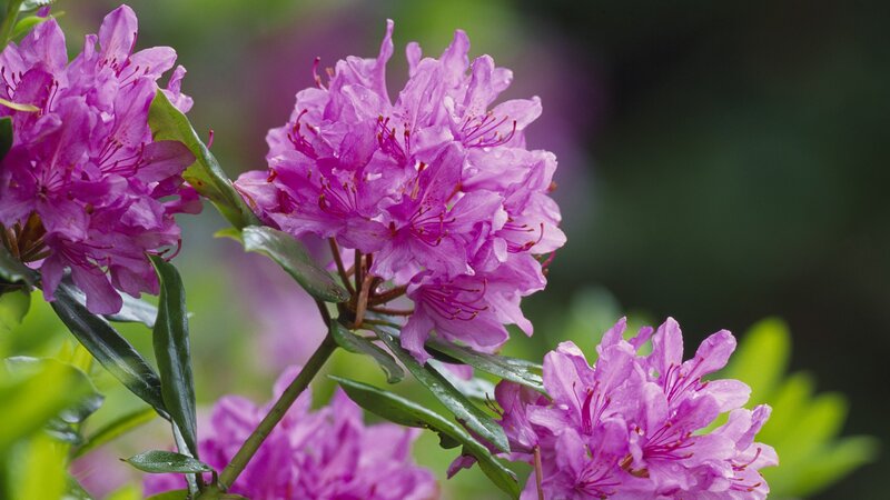 purple rhododendron flowers