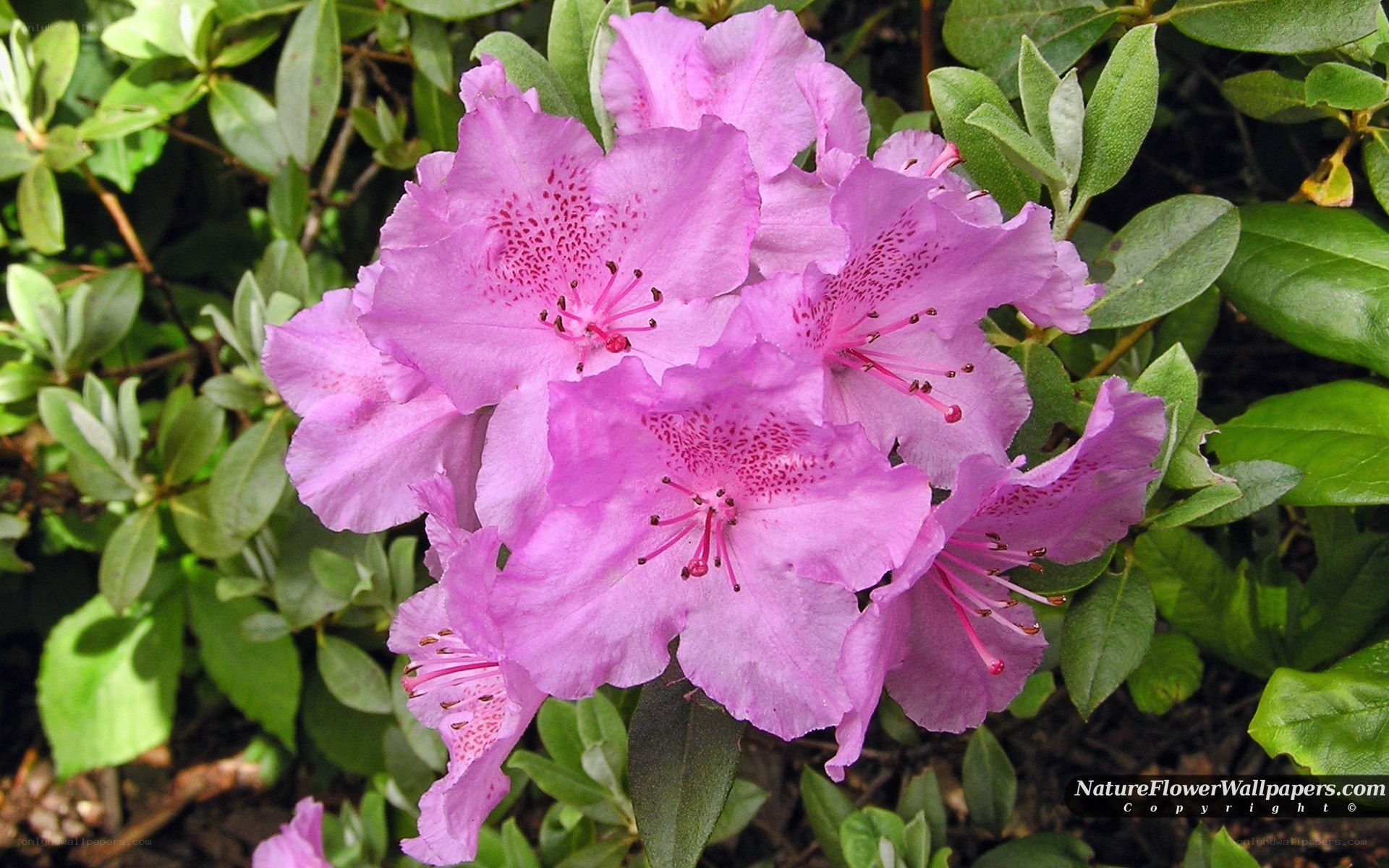 purple rhododendron flowers