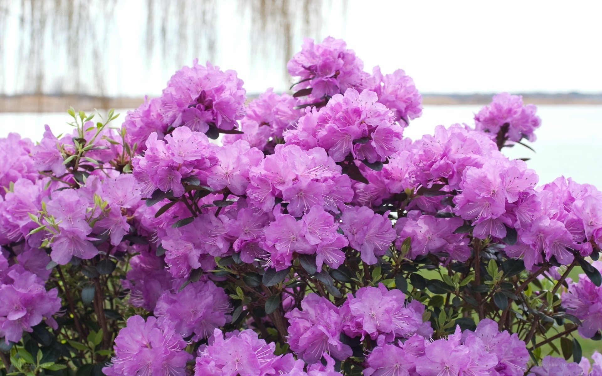 purple rhododendron flowers