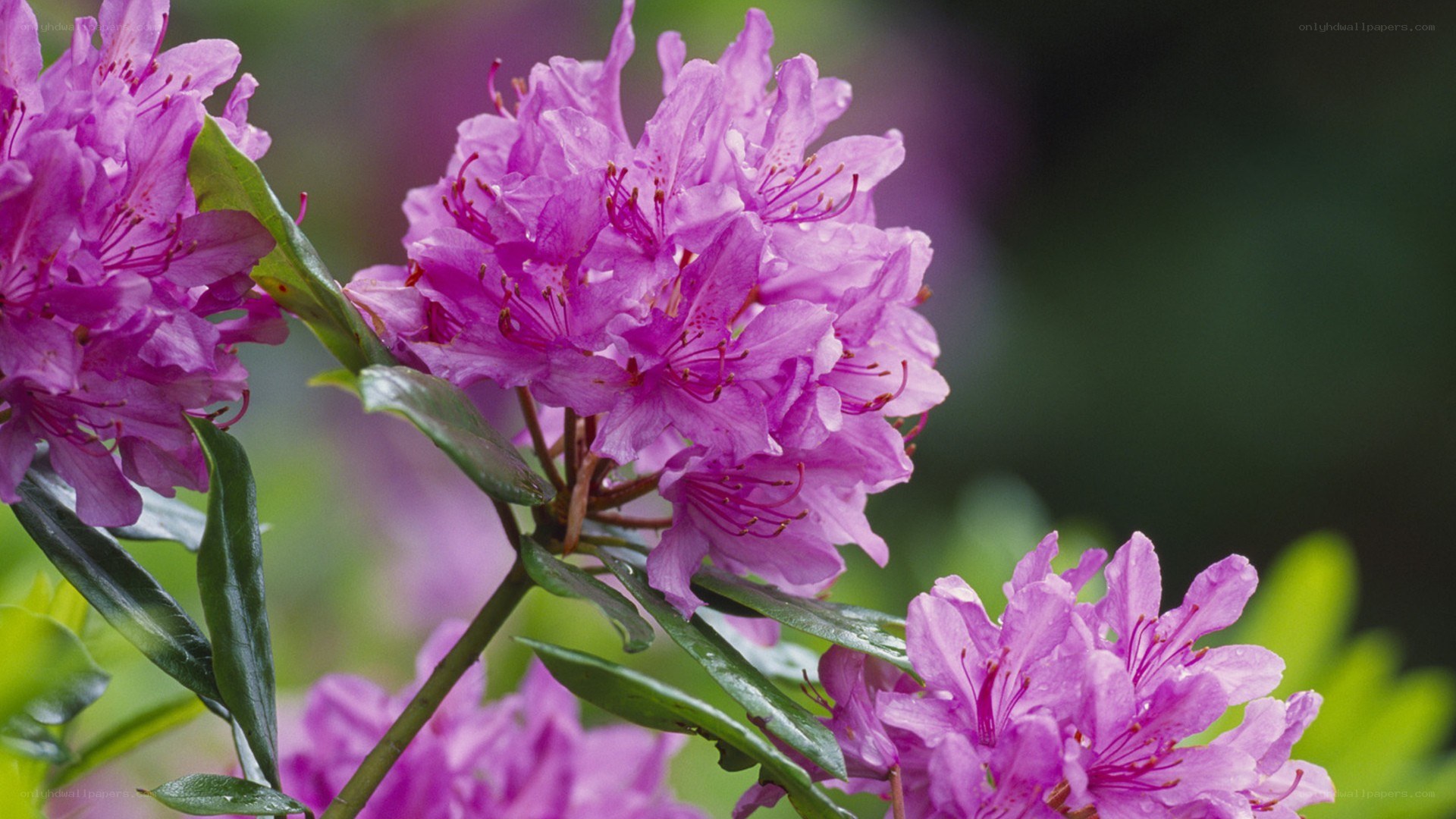 purple rhododendron flowers