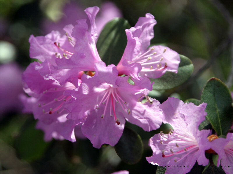 purple rhododendron flowers