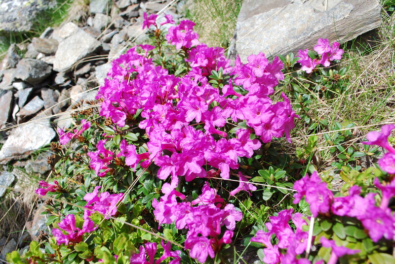 Purple rhododendron flowers