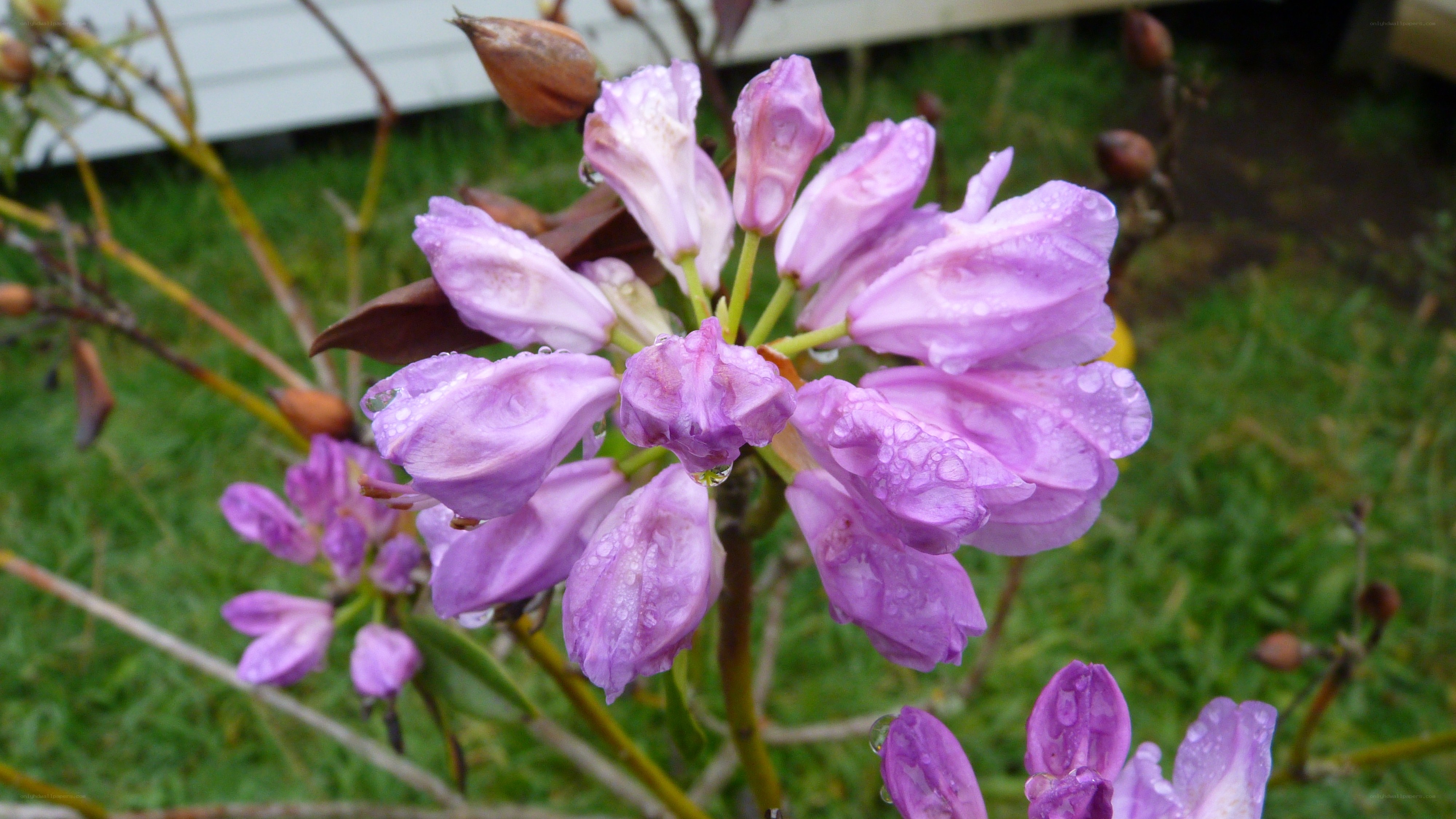 purple rhododendron flowers