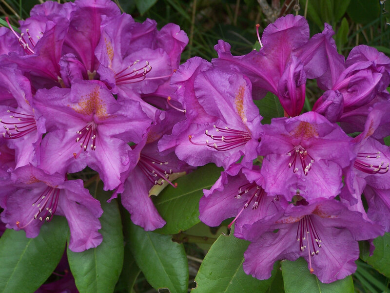 purple rhododendron flowers