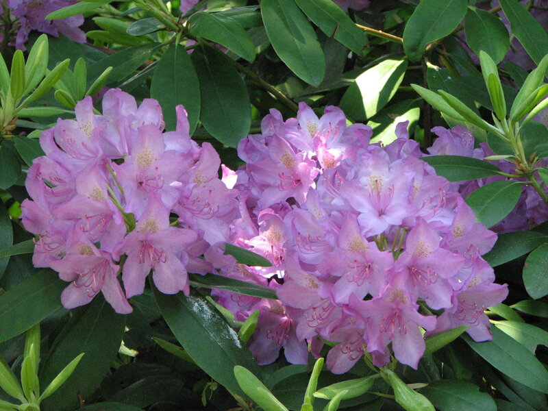 purple rhododendron flowers