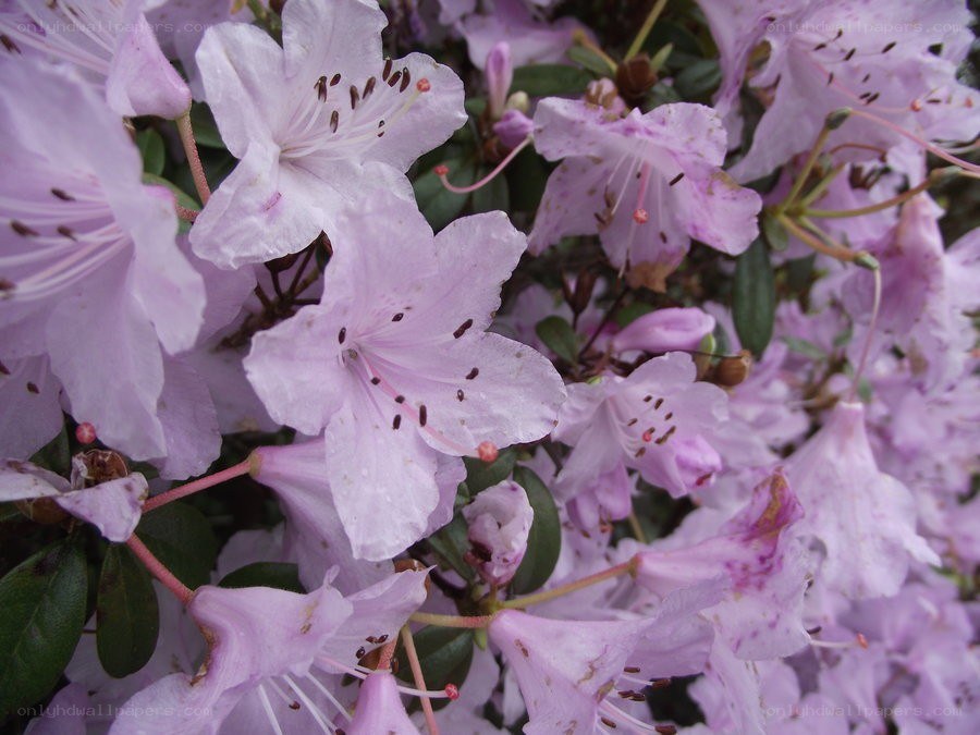 purple rhododendron flowers