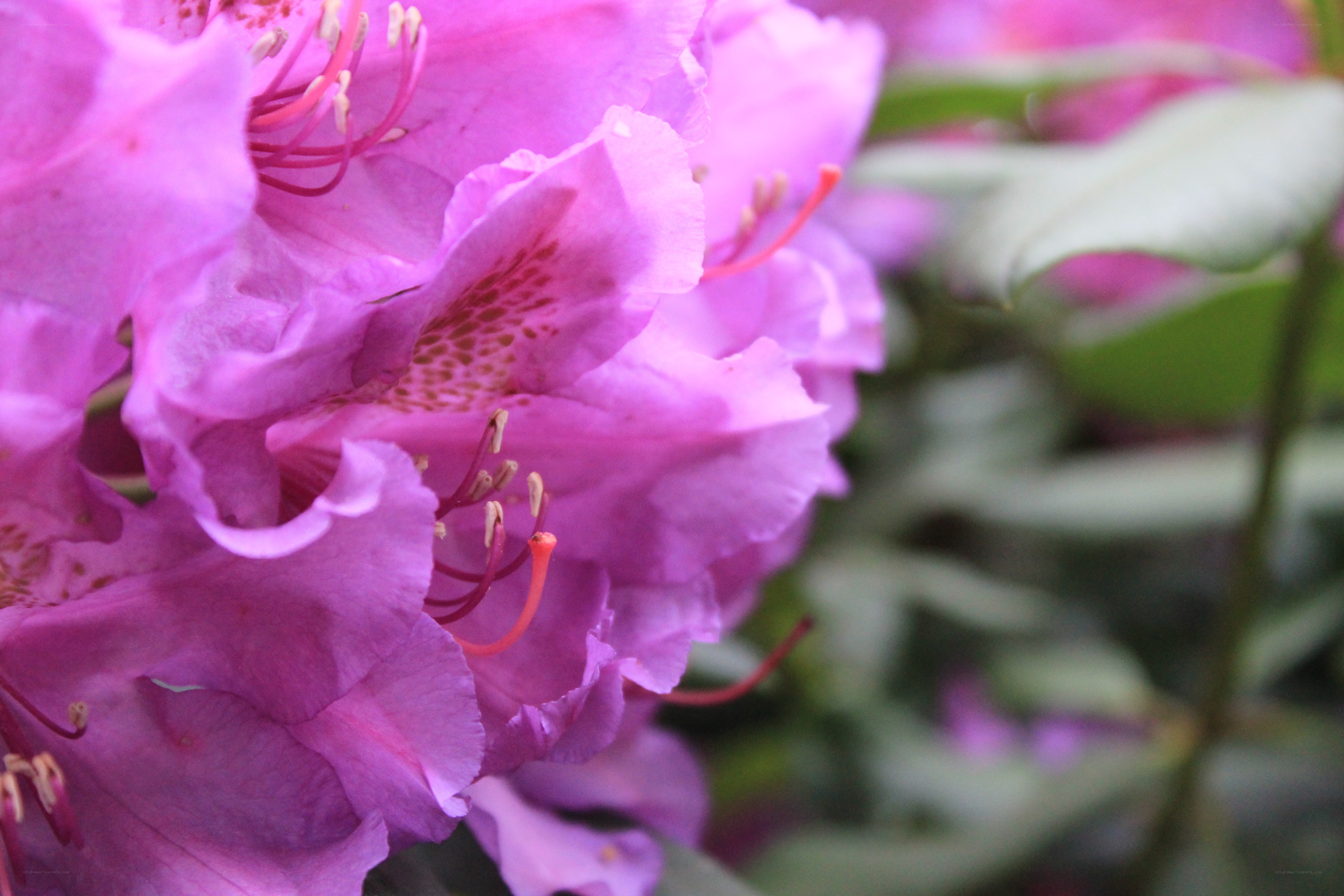 purple rhododendron flowers