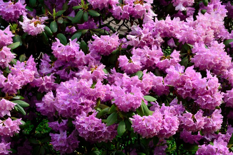 Purple Rhododendron Flowers — Blooming