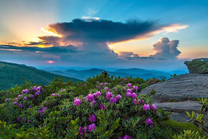 Purple Rhododendron Flowers — Blue, Dramatic