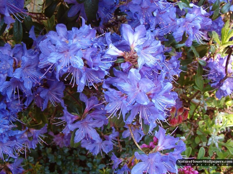 Purple Rhododendron Flowers — Blue