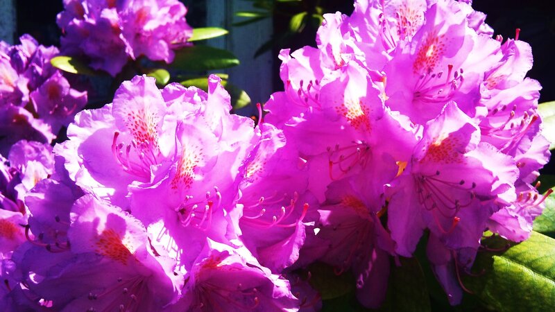 Purple Rhododendron Flowers — Bright