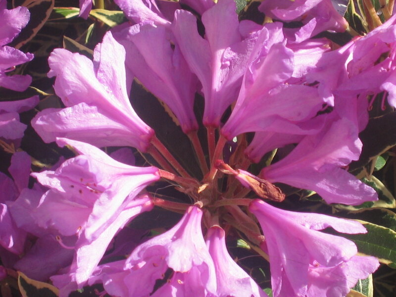 Purple Rhododendron Flowers — Calm, Afternoon