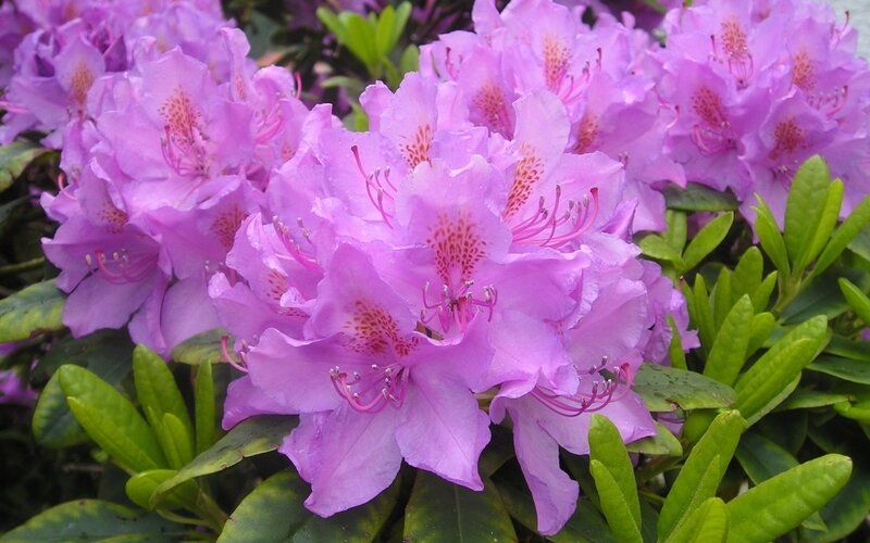 Purple Rhododendron Flowers — Calm, Spring, Photograph, Green Leaves