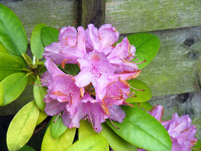 Purple Rhododendron Flowers — Calm, Spring, Photograph, Green Leaves, Wooden Fence