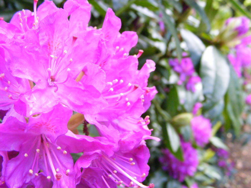 Purple Rhododendron Flowers — Calm, Spring, Photograph, Leaves, Green