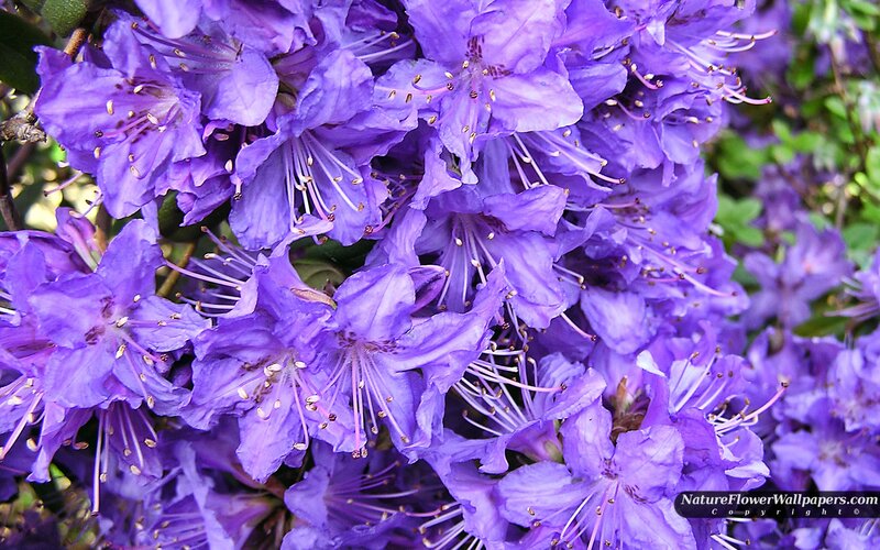 Purple Rhododendron Flowers — Calm, Spring, Photograph