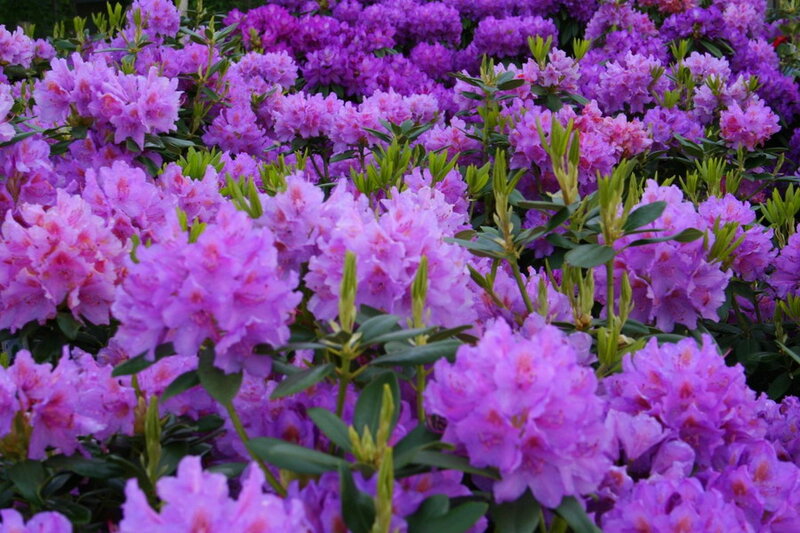Purple Rhododendron Flowers — Calm, Spring