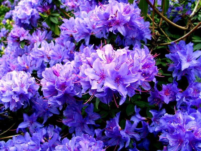 Purple Rhododendron Flowers — Calm