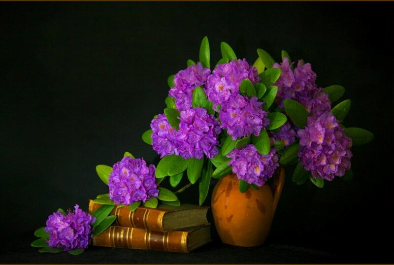 Purple Rhododendron Flowers — Dramatic, Photograph