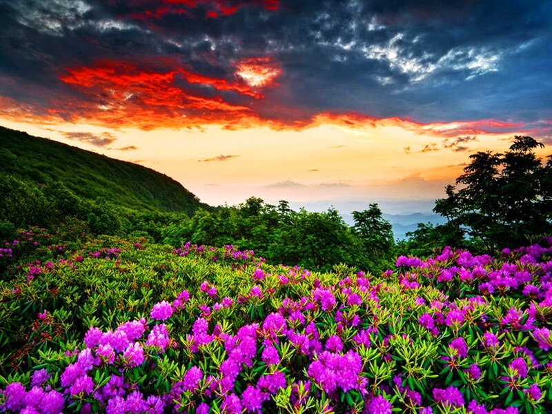 Purple Rhododendron Flowers — Dramatic, Sunset, Photograph, Mountain, Sky