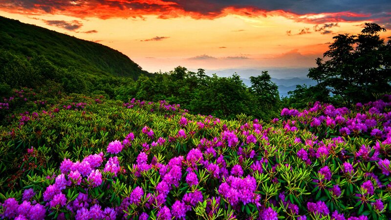 Purple Rhododendron Flowers — Dramatic, Sunset, Photograph, Mountain, Sky, Trees