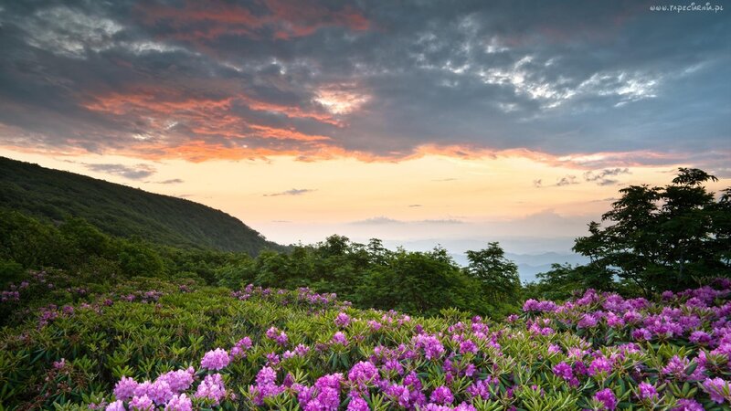 Purple Rhododendron Flowers — Dramatic, Sunset, Photograph, Mountain
